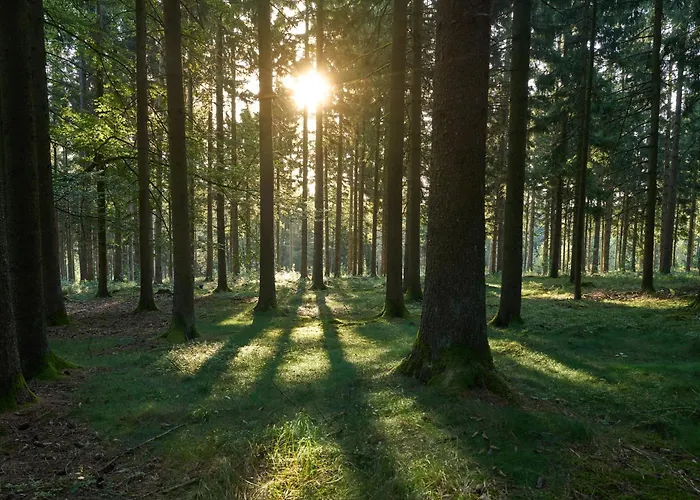 Baumhotel Kopfing im Innkreis
